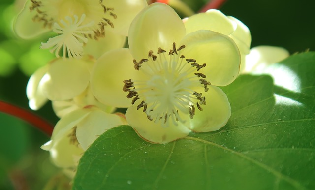 kiwi  květu