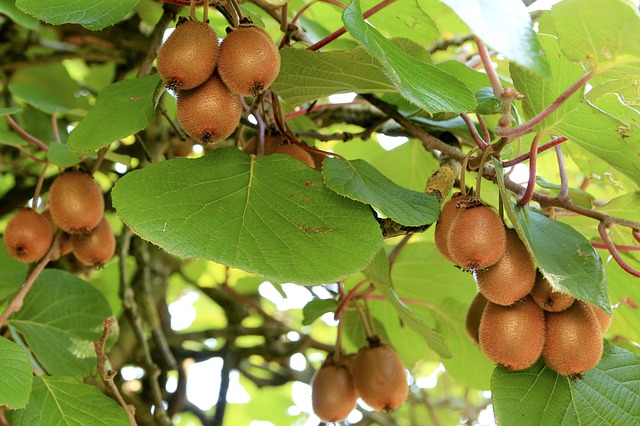 plody kiwi na stromě