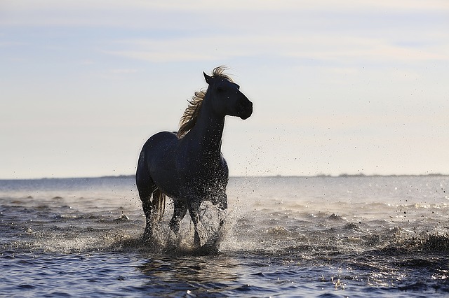 kůň v moři